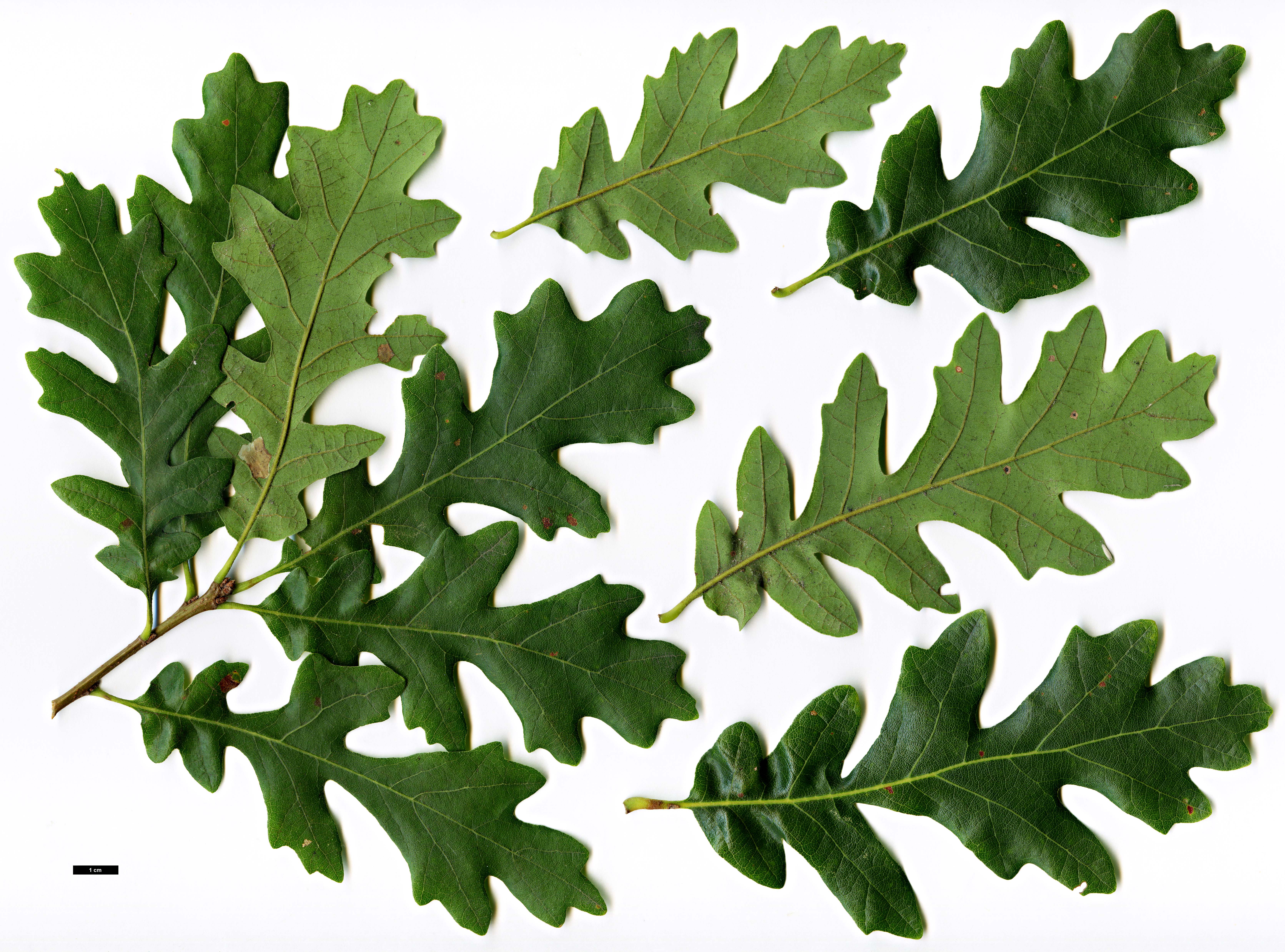 High resolution image: Family: Fagaceae - Genus: Quercus - Taxon: gambelii - SpeciesSub: 'Yankee Red Head'